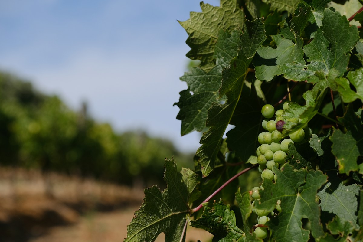 Sunlit grapes and leaves in the Cape Winelands, where wine begins in the vineyard